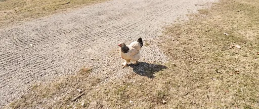 Light Brahma Hen on Gravel Path