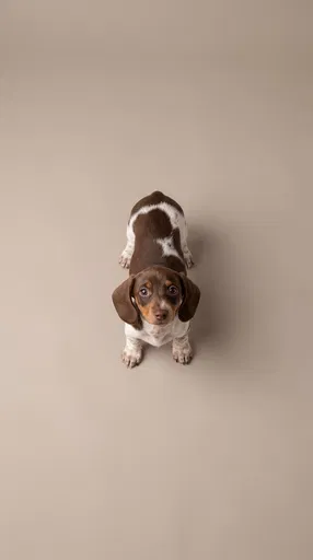 Overhead View of Piebald Dachshund Puppy
