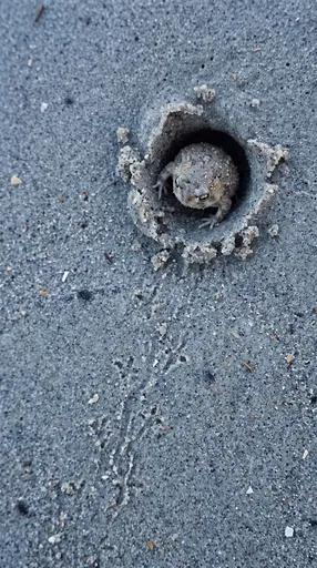 Small Frog in Coastal Sand Burrow
