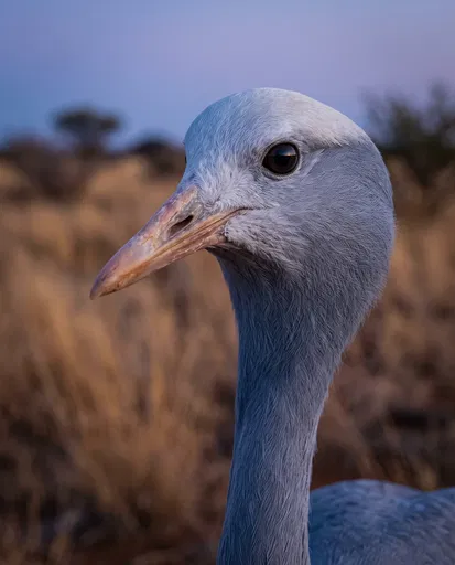 Close-Up Portrait of Blue Crane