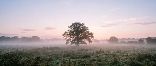 Solitary Oak Tree in Misty Dawn Meadow