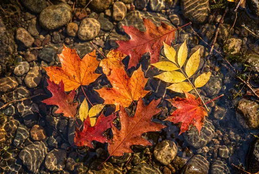 Autumn Leaves Floating on Clear Stream