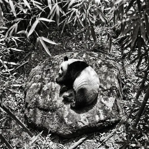 Sleeping Giant Panda on Boulder Monochrome