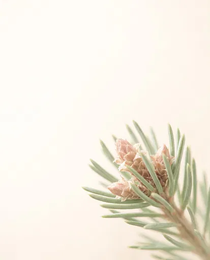 Macro Pine Shoot on Cream Background