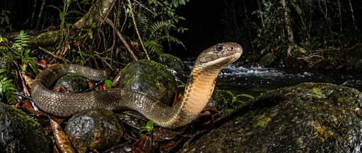 King Cobra by Jungle Stream at Night