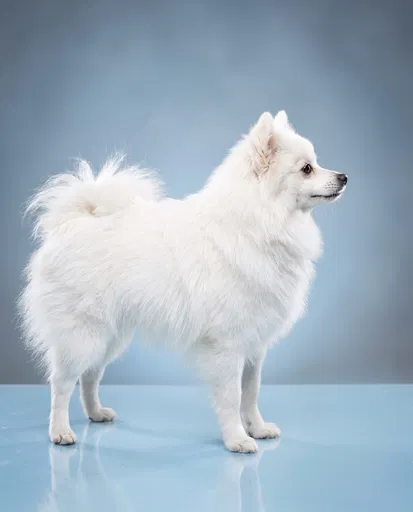 White German Spitz Studio Profile Portrait