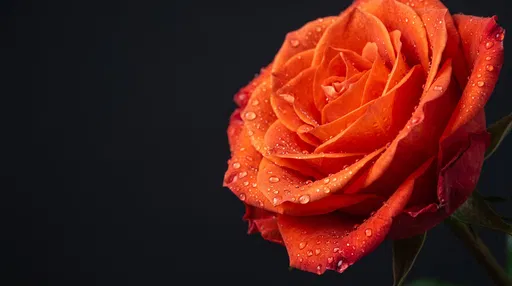 Orange Red Rose With Water Droplets