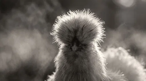 Backlit Monochrome Portrait of Silkie Hen