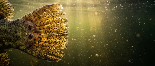 Backlit Spotted Fish Tail Fin Underwater