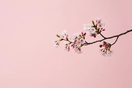 Cherry Blossom Branch on Pink Background