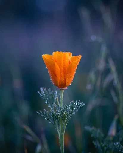Dewy Orange California Poppy Close-Up