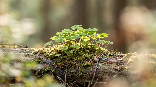 Sunlit Wood Sorrel on Mossy Log