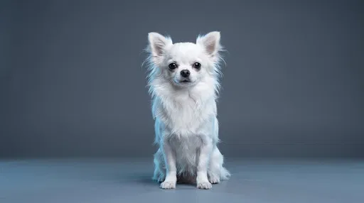White Long-Haired Chihuahua Studio Portrait