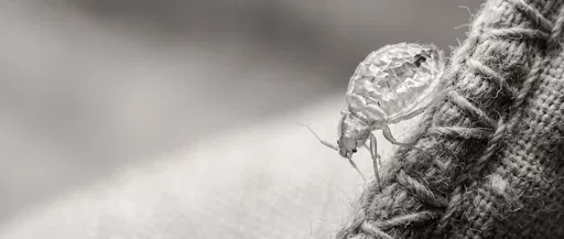 Monochrome Macro of Shed Bed Bug Exoskeleton