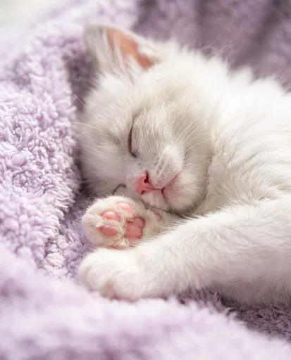 Sleeping White Kitten on Lavender Blanket