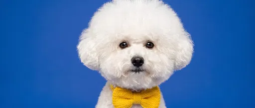 White Bichon Frise Wearing Yellow Bow Tie