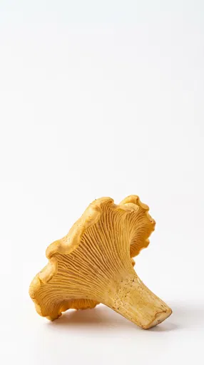 Golden Chanterelle Mushroom on White Background