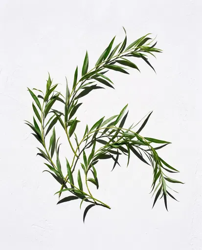 Minimalist Willow Branches on White Plaster