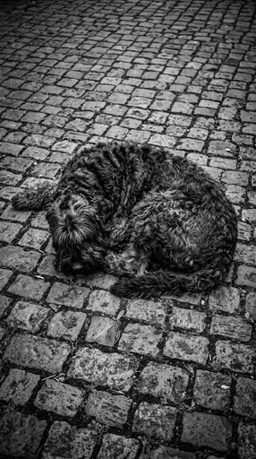 Shaggy Dog Curled on Cobblestone Street