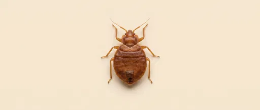 Macro Bed Bug on Cream Background