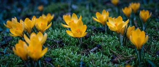 Yellow Crocus Flowers Blooming in Moss