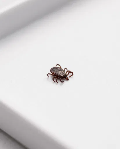 Unfed Dog Tick on White Surface