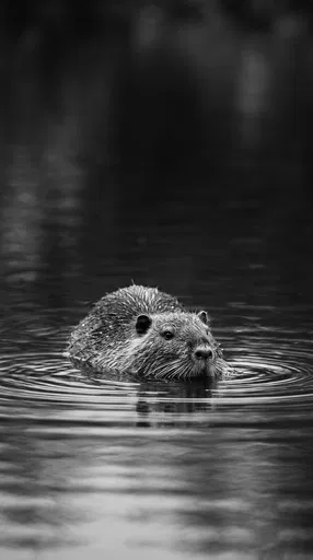 Monochrome Portrait of Swimming Nutria