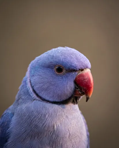 Violet Indian Ringneck Parakeet Close-Up Portrait