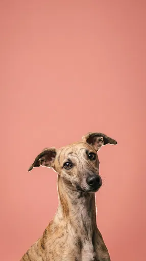 Brindle Whippet Portrait on Pink Background
