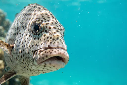 Spotted Sweetlips Fish Underwater Close-Up