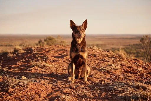 Australian Kelpie Sitting in the Outback