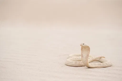 Pale Cobra on Light Sand