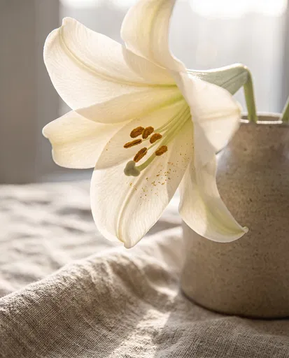 White Lily in Ceramic Vase