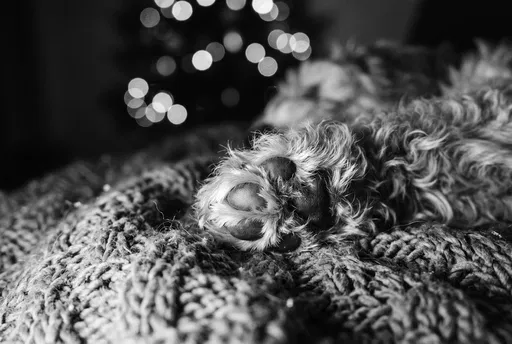 Monochrome Close-Up of Dog Paw on Blanket