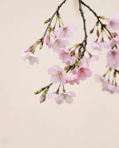 Delicate Pink Cherry Blossoms on Cream Background