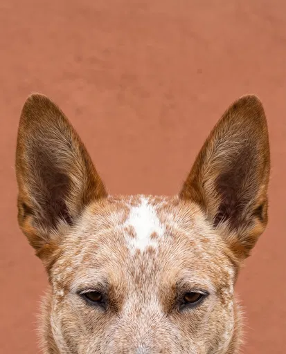 Close-Up of Red Cattle Dog Ears