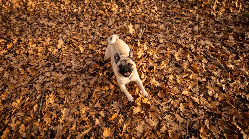 Fawn Pug Playing in Autumn Leaves