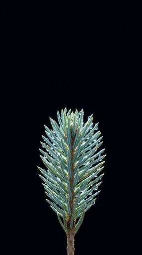 Dewy Fir Sprig on Black Background