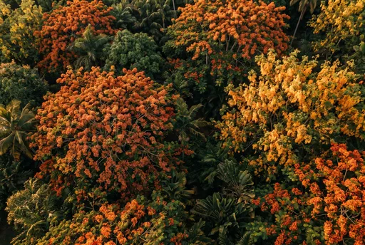 Aerial View of Blooming Tropical Canopy