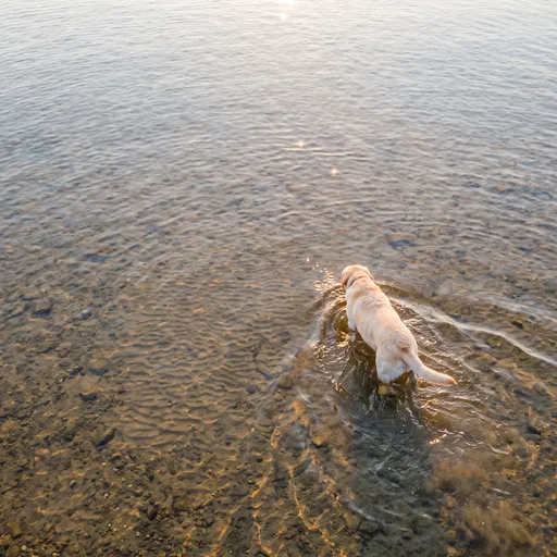 Yellow Labrador Wading in Shallow Lake Water