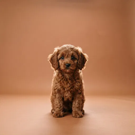 Cavapoo Puppy Studio Portrait
