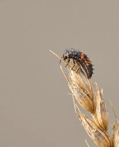 Ladybug Larva on Dried Wheat Husk