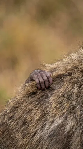 Infant Baboon Hand Gripping Mother's Fur