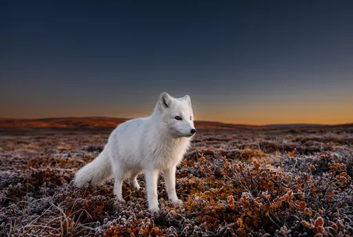 White Arctic Fox on Frosted Tundra