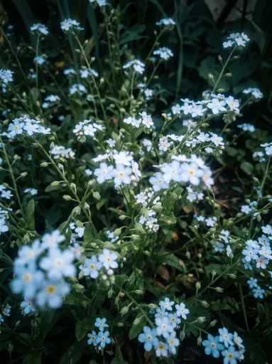 Pale Blue Forget-Me-Nots in Shade