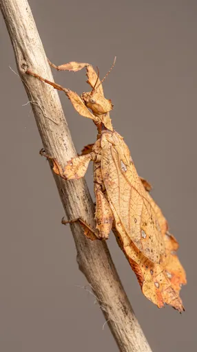 Macro Portrait of Autumn Leaf Insect