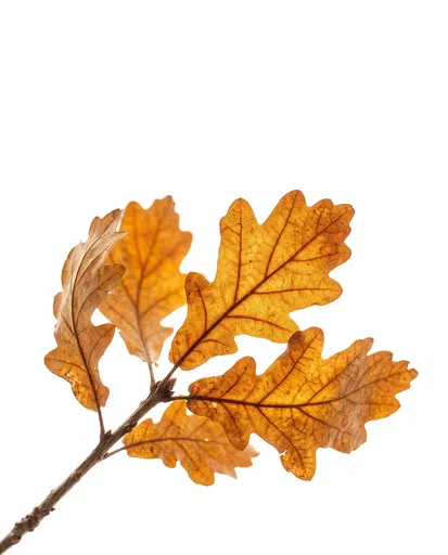 Backlit Autumn Oak Leaves Isolated on White