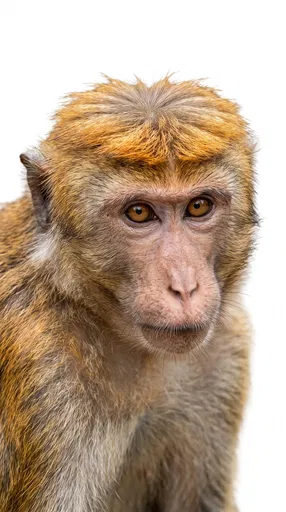 Toque Macaque Portrait on White Background