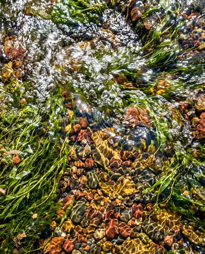 Sunlit Stream Over Pebbles and Plants
