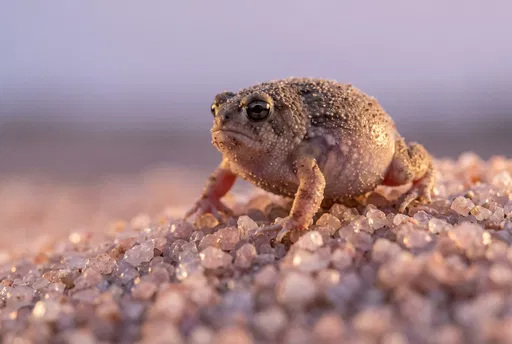 Desert Rain Frog on Rose Quartz Sand
